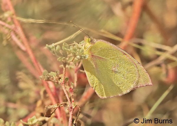 Southern Dogface fall female, Texas