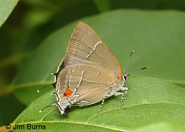 Southern Oak Hairstreak, North Carolina