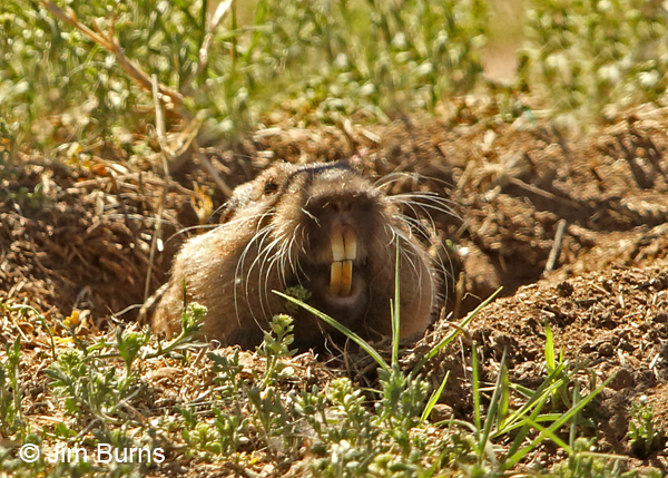 Southern Pocket Gopher teeth