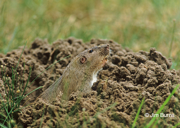 Southern Pocket Gopher