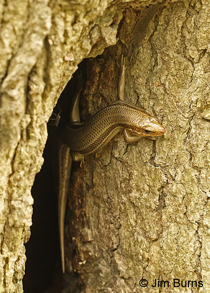 Southern Prairie Skink