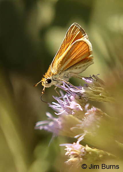 Southern Skipperling on Crucita, Texas