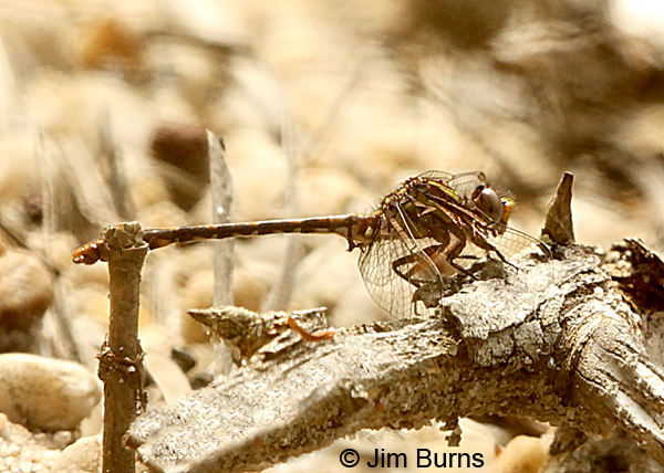 Southern Snaketail teneral female, Escambia Co., FL, March 2017