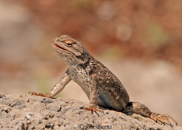 Southwestern Fence Lizard--9779