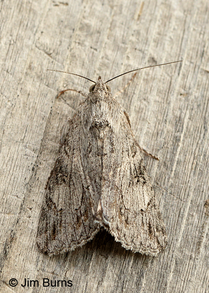 Spalding's Quaker Moth, Oregon