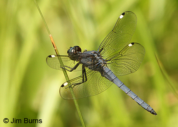 Spangled Skimmer male, Huntingdon Co., PA, June 2015
