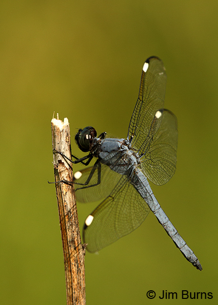 Spangled Skimmer male, Reynolds Co., MO, June 2016