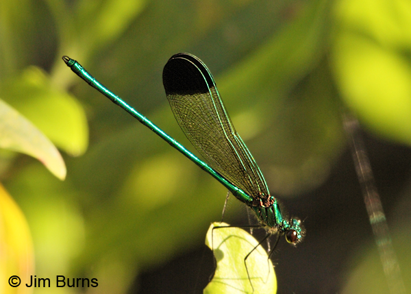 Sparkling Jewelwing male, Jasper Co., TX, March 2013