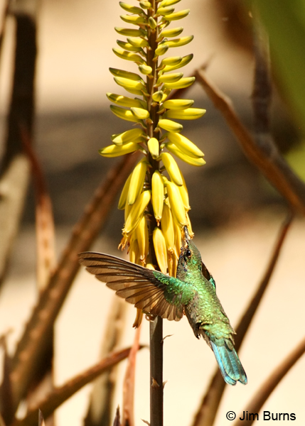 Sparkling Violet-ear at flower