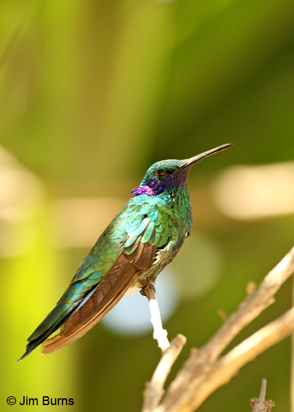 Sparkling Violet-ear