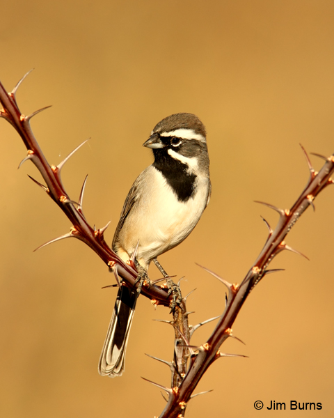 Black-throated Sparrow