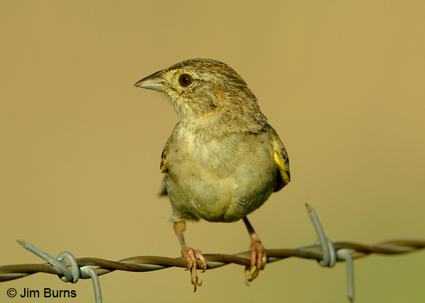 Cassin's Sparrow