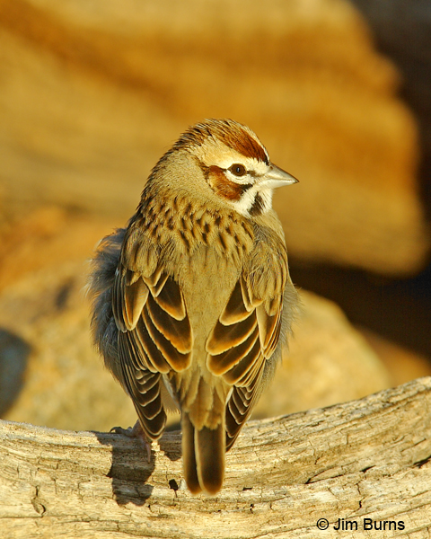 Lark Sparrow