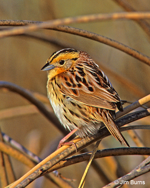 Le Conte's Sparrow