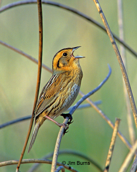 Nelson's Sparrow