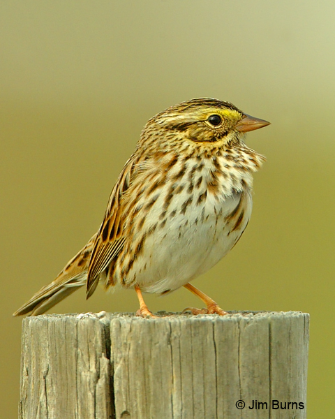 Savannah Sparrow