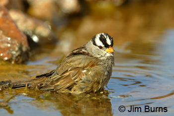 White-crowned Sparrow