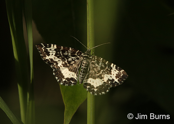 Spear-marked Black Moth, Alaska