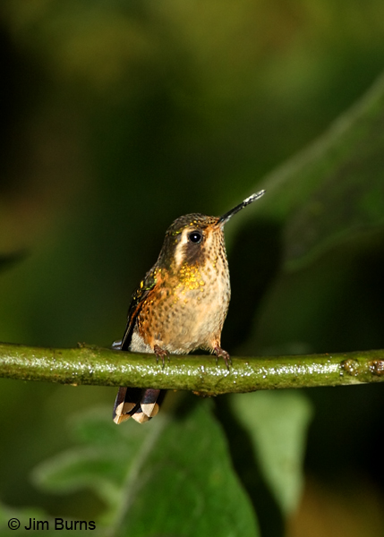 Speckled Hummingbird