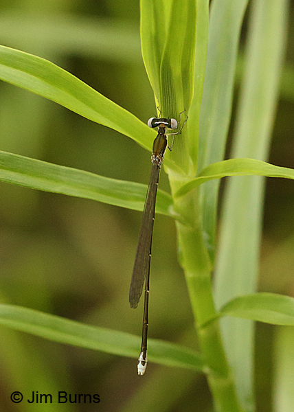 Sphagnum Sprite heteromorph female, Huntingdon Co., PA, June 2015