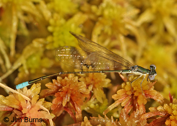Sphagnum Sprite male on bog plants, Oneida Co.,WI, June 2014