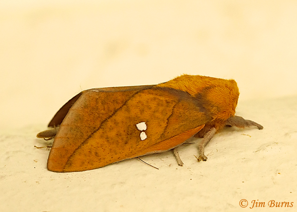 Sphingicampa blanchardi lateral view, Texas--2988