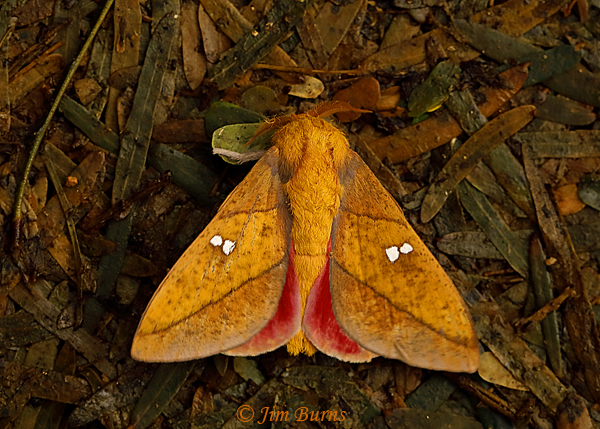 Sphingicampa blanchardi in leaves, Texas--3013