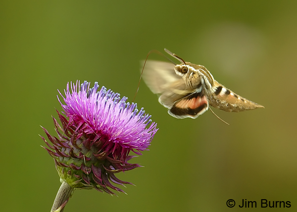 White-lined Sphinx Moth showing upper wing pattern, Arizona