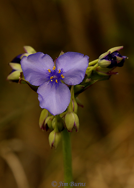 Spiderwort, Florida--7953