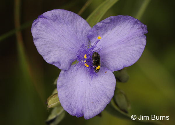 Spiderwort with beetle, Oklahoma