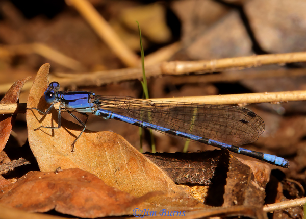 Spine-tipped Dancer male, Santa Cruz Co., AZ, October 2022--4588