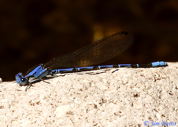 Spine-tipped Dancer male, Santa Cruz Co., AZ, October 2019--7332