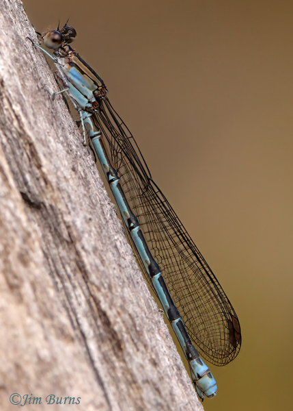 Spine-tipped  Dancer blue female, Santa Cruz Co., AZ, October 2022--6436
