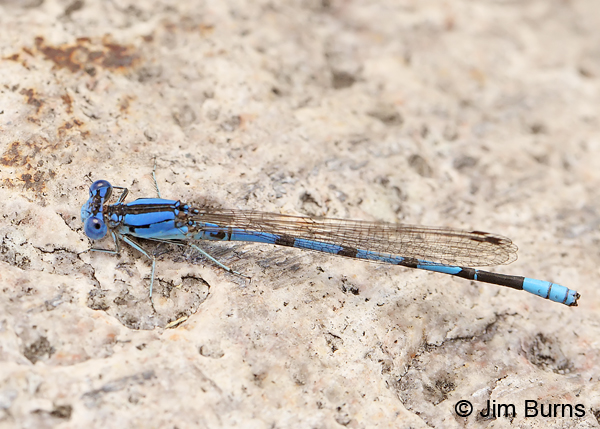 Spine-tipped Dancer male, Cochise Co., AZ, July 2013