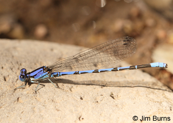 Spine-tipped Dancer male, Cochise Co., AZ, October 2012