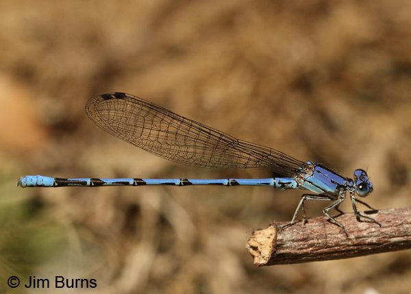 Spine-tipped Dancer male, Santa Cruz Co., AZ, June 2012