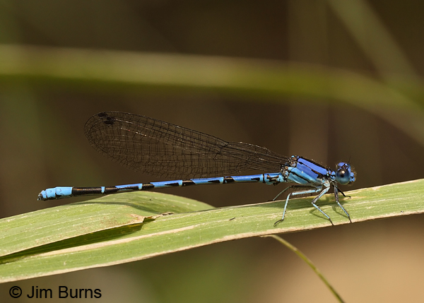 Spine-tipped Dancer male, Santa Cruz Co., AZ, September 2013