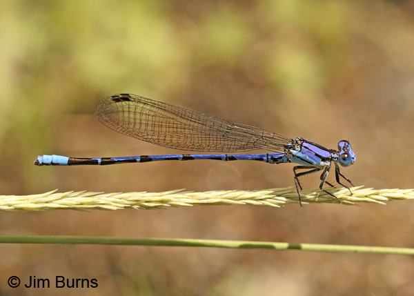 Spine-tipped Dancer male on grass, Santa Cruz Co., AZ, September 2013