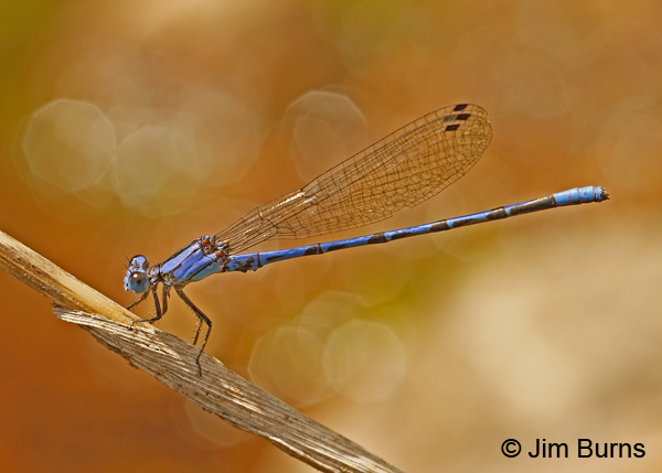 Spine-tipped Dancer male over water, Santa Cruz Co., AZ, September 2013