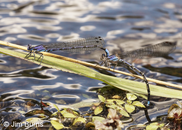 Spine-tipped Dancer pair in tandem, female ovipositing, Santa Cruz Co., AZ, September 2013