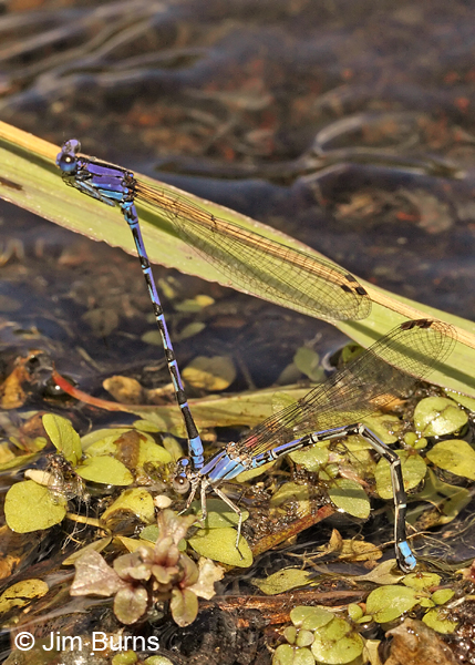 Spine-tipped Dancer pair in tandem in water, female ovipositing,  Santa Cruz Co., AZ, September 2013