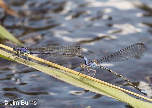 Spine-tipped Dancer pair in tandem, Santa Cruz Co., AZ, September 2013