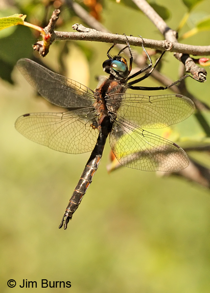 Spiny Baskettail male hanging on branch, Jackson Co., OR, July 2013