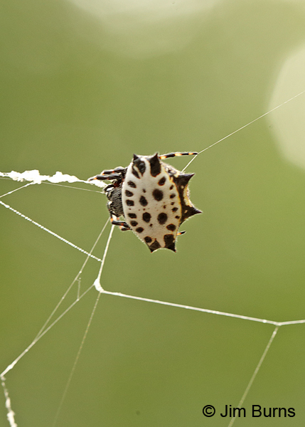Spinybacked Orbweaver female dorsal view, TX--1000