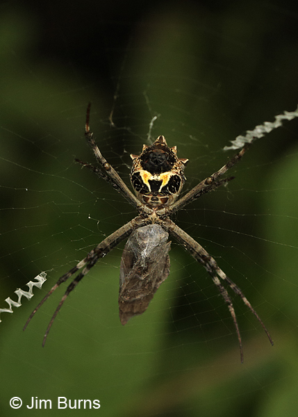 Spinybackd Orbweaver with moth, TX--2000