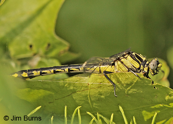 Splendid Clubtail female, Vilas Co., WI, June 2014