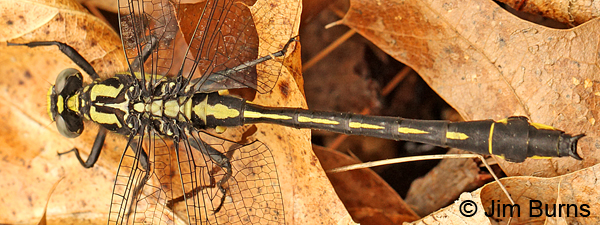 Splendid Clubtail male dorsal view, Rusk Co., WI, June 2014