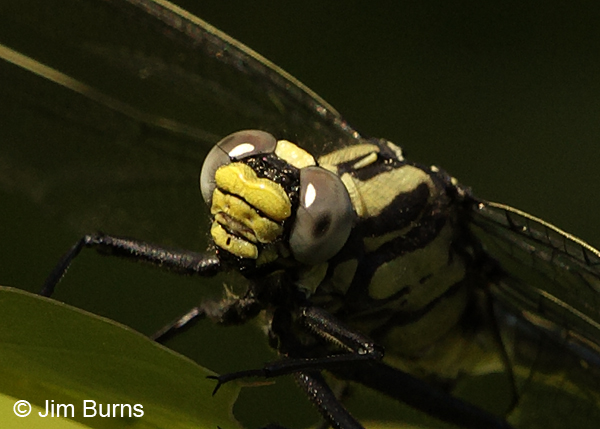 Splendid Clubtail male face shot, Vilas Co., WI, June 2014