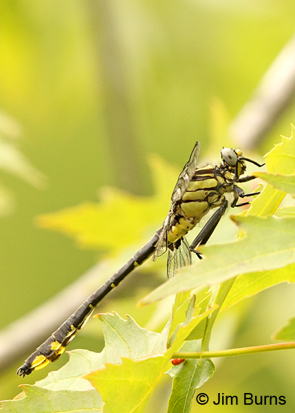 Splendid Clubtail male in tree, Rusk Co., WI, June 2014