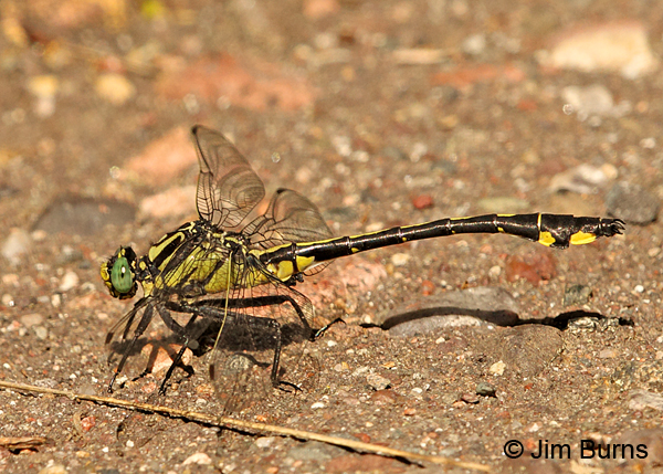 Splendid Clubtail mature male, Rusk Co., WI, June 2014 